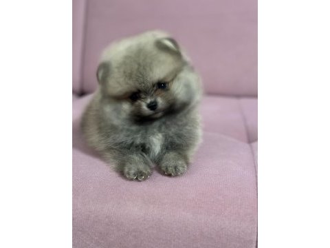 Pomeranian boo