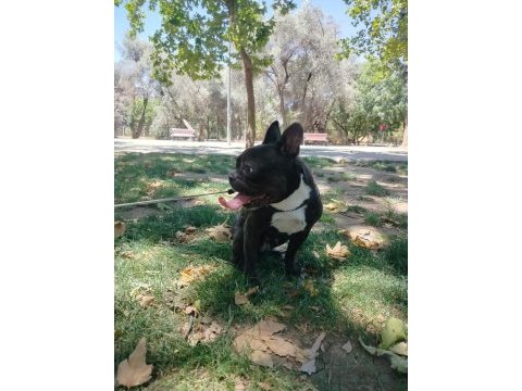Tuvalet eğitimli sessiz sakin dişi french bulldog kızımız