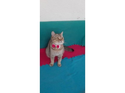 Black golden british shorthair prenses
