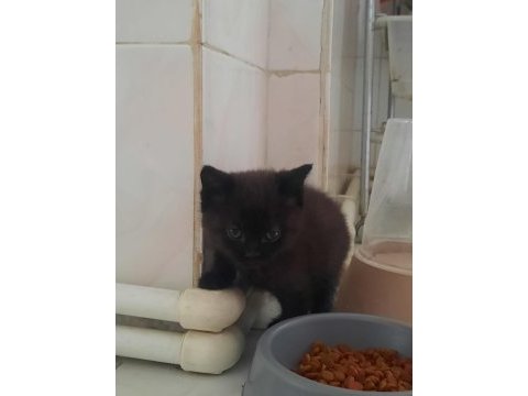 British shorthair kedisi sahiplendirme