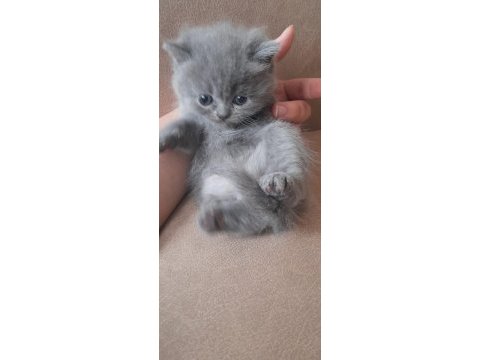 Anne persian baba chinchilla