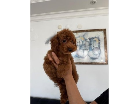 Altı aylık poodle koreler