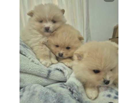 3 adet erkek pomeranian yavru