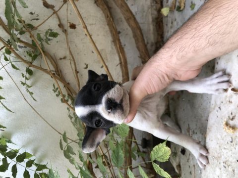 Konya içi elden teslim french bulldog yavrular