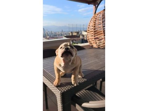 İngiliz bulldog yavruları