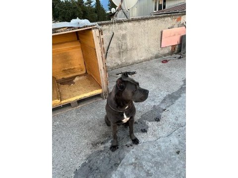 Dişi cane corso ırk garantili