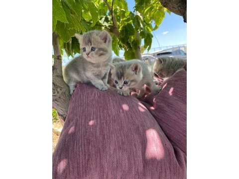 British shorthair yavru kırk günlük
