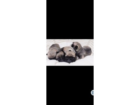 Kalite pug yavrumuz 1 haftaya hazır
