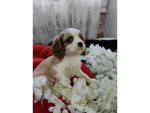 Cavalier king charles erkek yavrular safkan orjinal