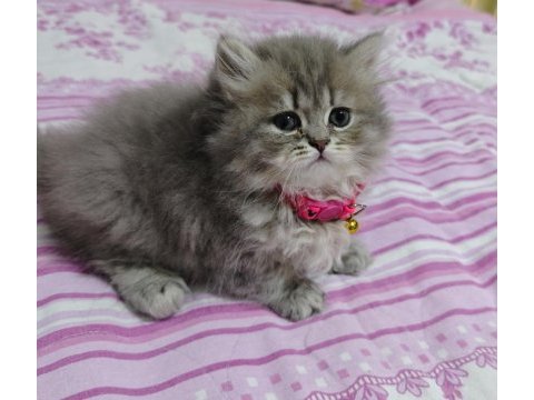 Safkan british shorthair blue golden minnaklarım
