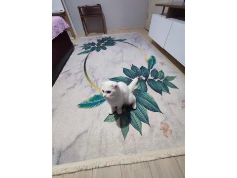 Boncuğuma yeni yuva arıyoruz scottish fold