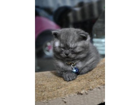Scottish fold aslan parçasına yuva arıyoruz