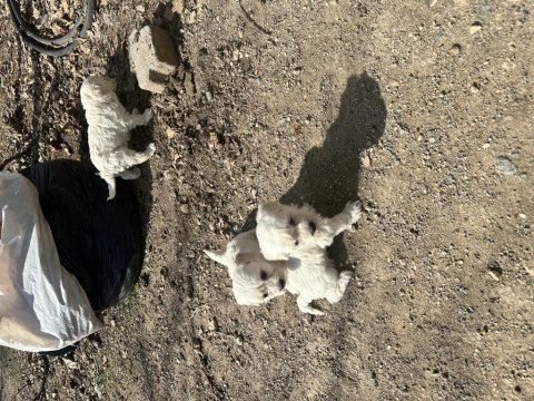 Maltese terrier sıfır boy