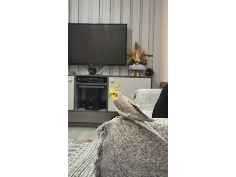 Yetişkin erkek sultan konuşması var ele geliyor
