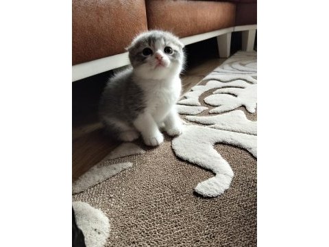 Uygun şartlarda kedimiz