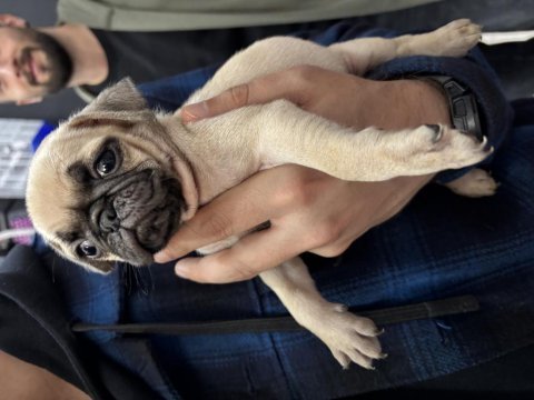 Yeni pug bebek köpekleri