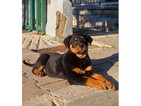 Sahibinden koca kafa orjinal rottweiler
