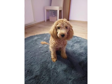 6 aylık dişi poodle linda
