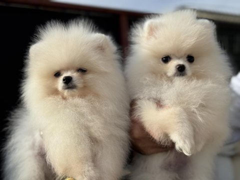 Yasal ruhsatlı çiftlikden ziyarete açık pomeranian