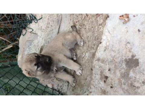 Şampiyon kangal yavruları ilk defa sahnede