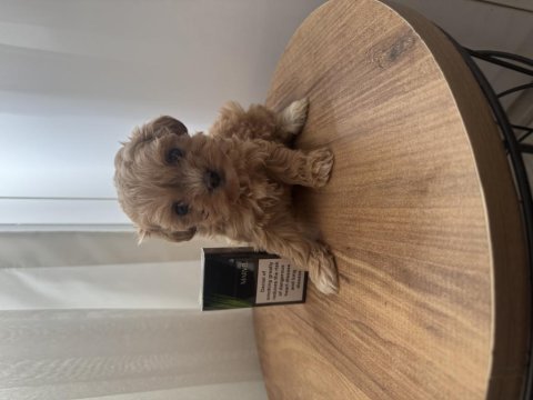 Teacup maltipoo bebek