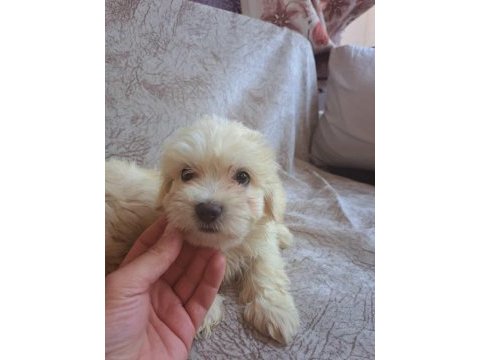 Maltipoo yavrumuz