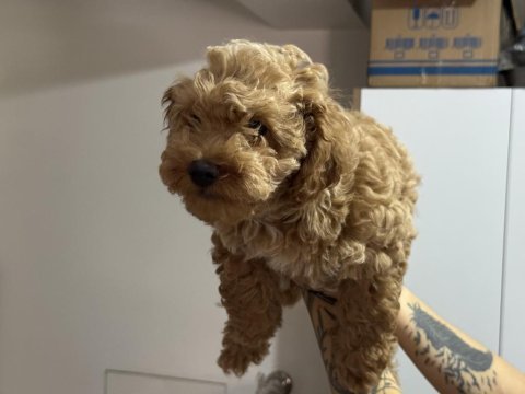 En güzel wc eğitimli maltipoo yavrularımız