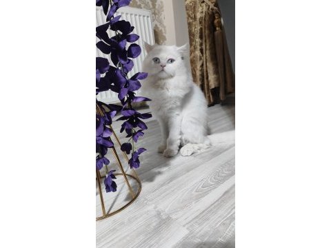 İran kedisi 1 yaşında