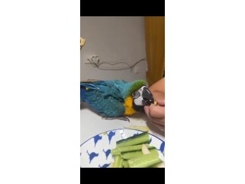 Bebek macaw papağanlarımız yeme düşmüştür antalya