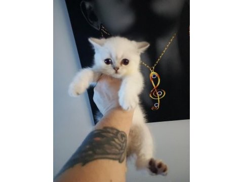 Teslime hazır 2 aylık dişi british shorthair bebeğim