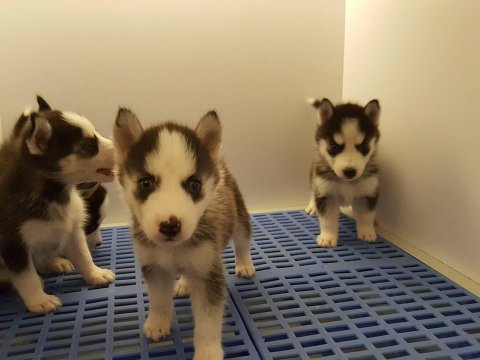 Husky sibirya yavruları
