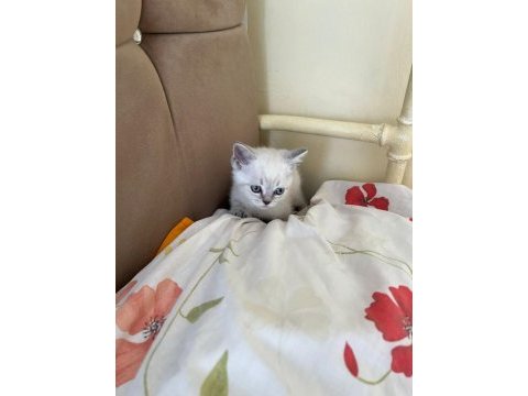British shorthair