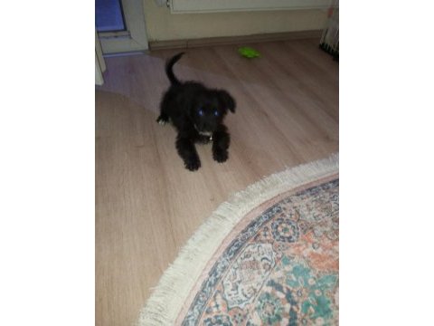 3 4 aylık siyah erkek köpeğimiz çok oyuncu