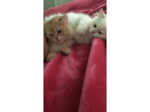 Acil sahiplendirceğim british longhair