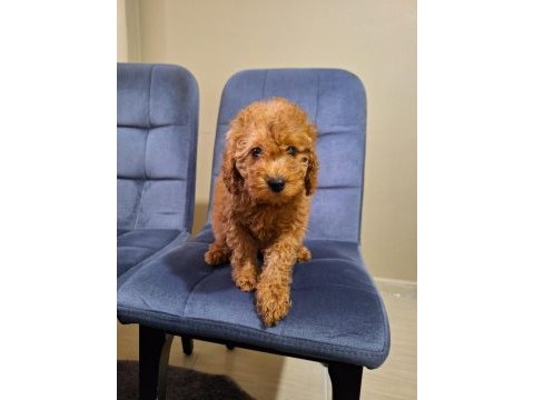 Ev doğumu red ve red brown toy poodle bebekler