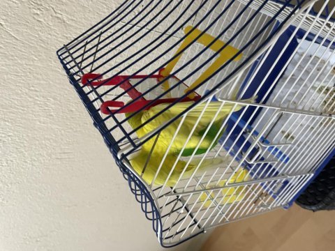 Evinizin neşesi muhabbet kuşu tatlı sarı