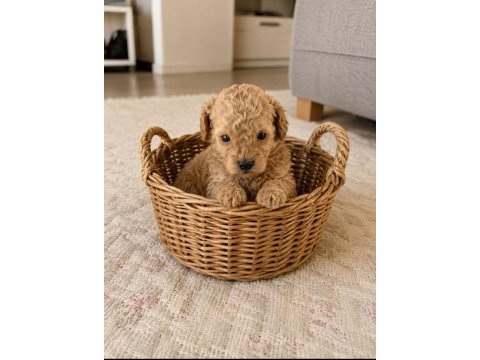 Muhteşem poodle minikler