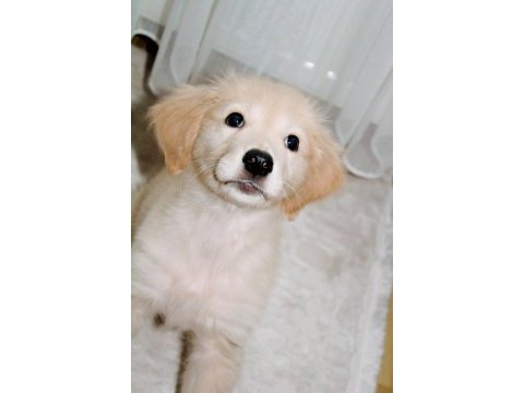 2.5 aylık dişi golden retriever yavru