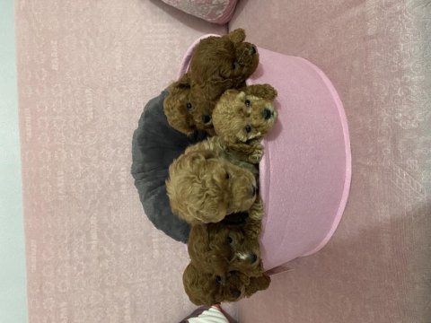 35 günlük toy poodle