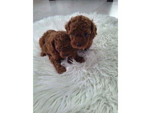Minik poodle yavrularımız