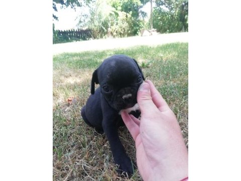 Irk harikası küt burun french bulldog