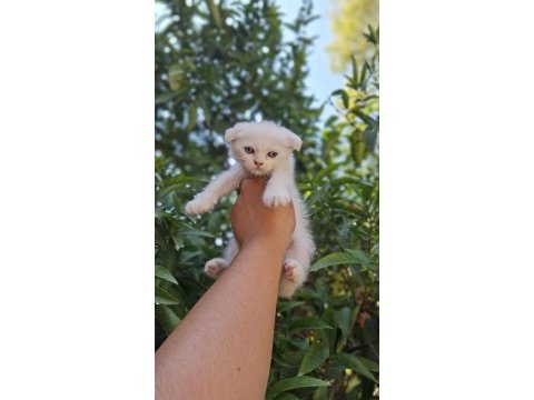 British shorthair bebeklerim hazır