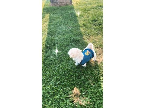2 aylık yavru maltipoo
