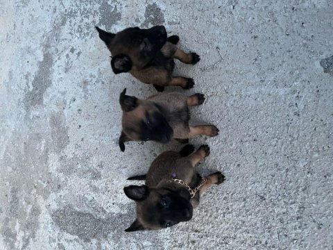 3 dişi belçika malinois