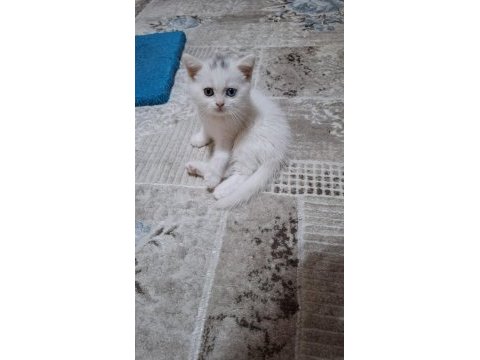 Kedimiz için mesaj atın