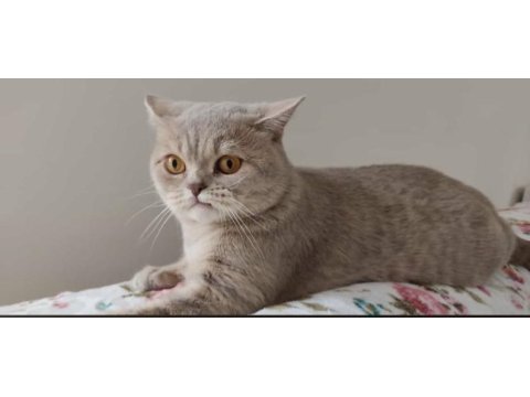 Erkek 14 aylık kedimize eş arıyoruz british shorthair