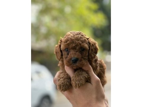 Tatlı toy poodle bebeklerim