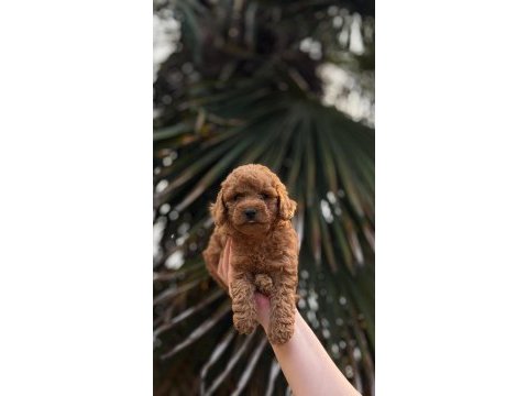 Sağlıklı aşılı toypoodle 