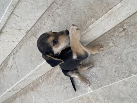 Tahminen 1 aylık yavru kedimiz yuva arıyoruz