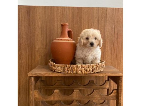 Ev doğumu maltipoo yavrularımız 